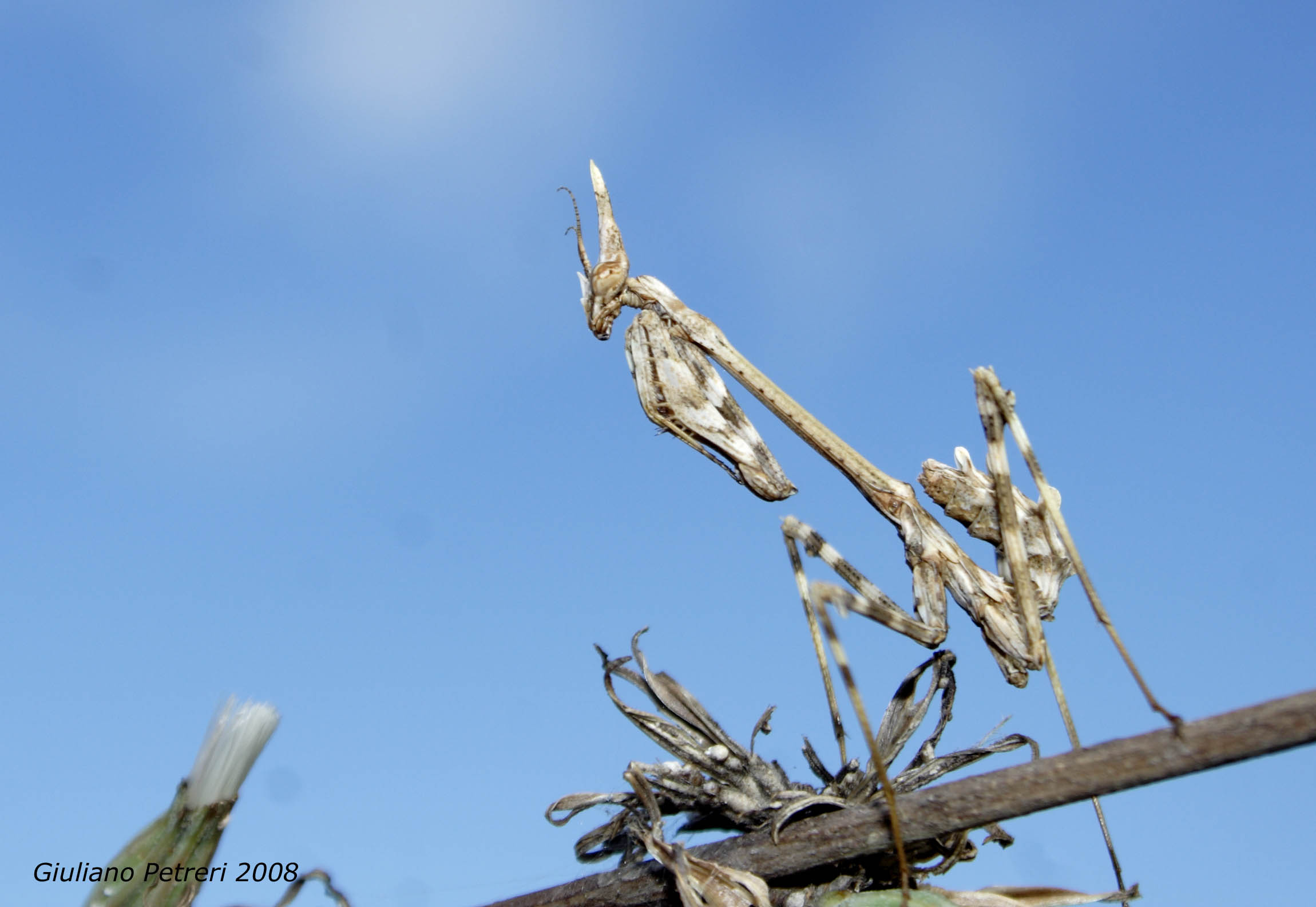 Empusa pennata